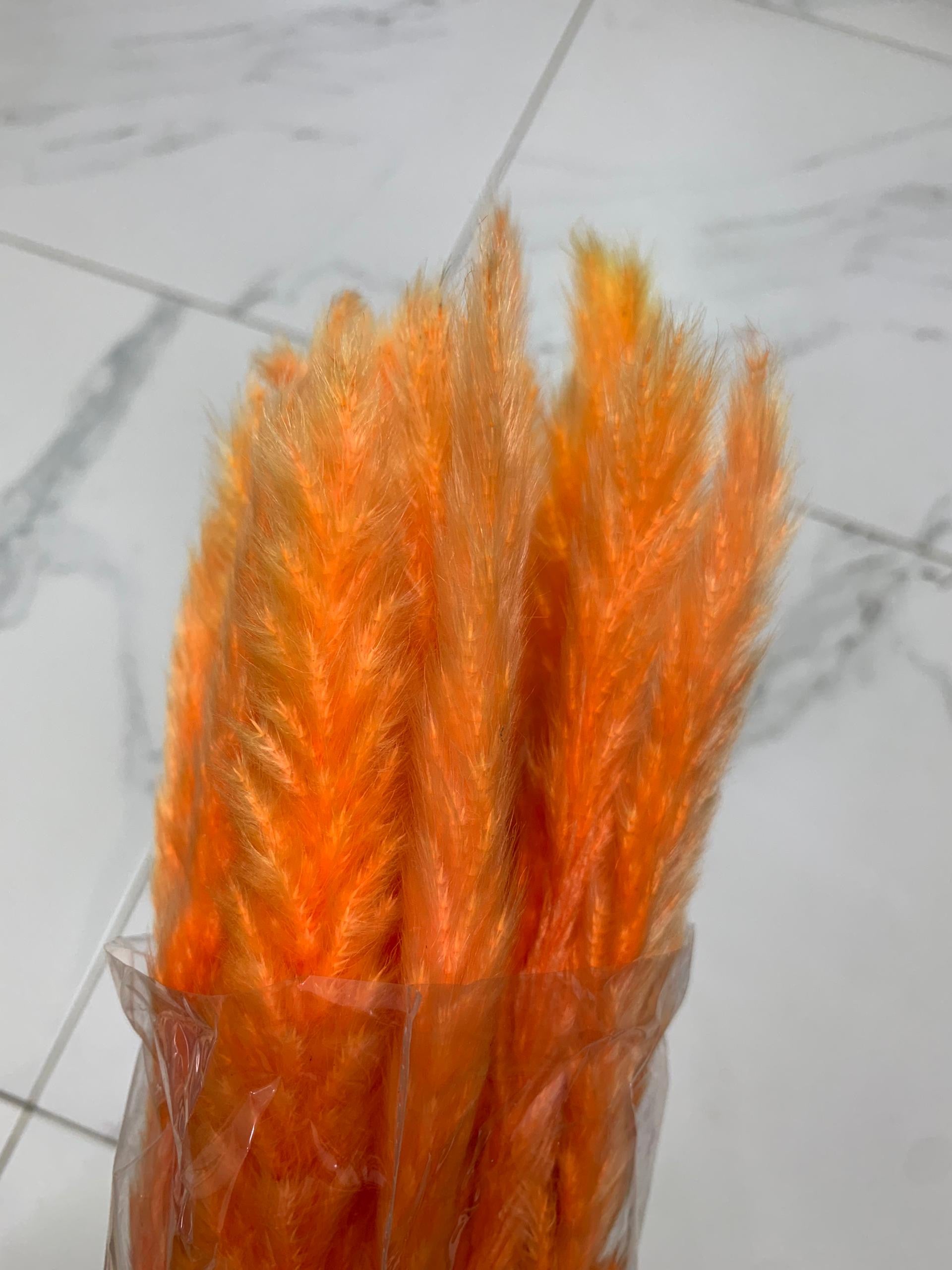 Baby Pampas