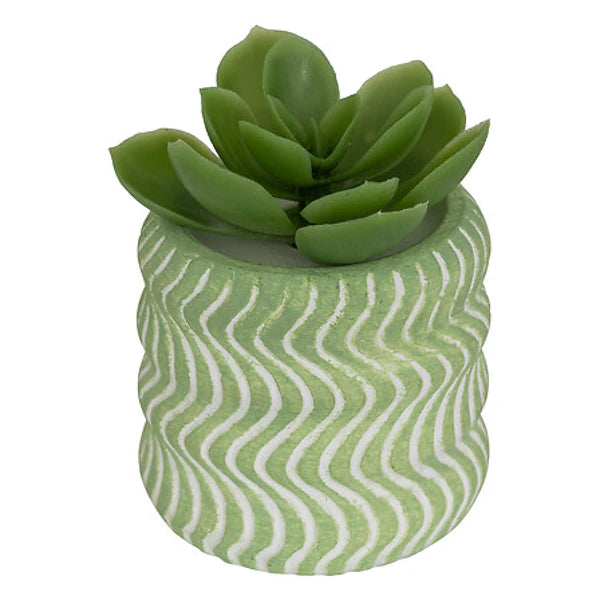 Mini Succulente Sillon