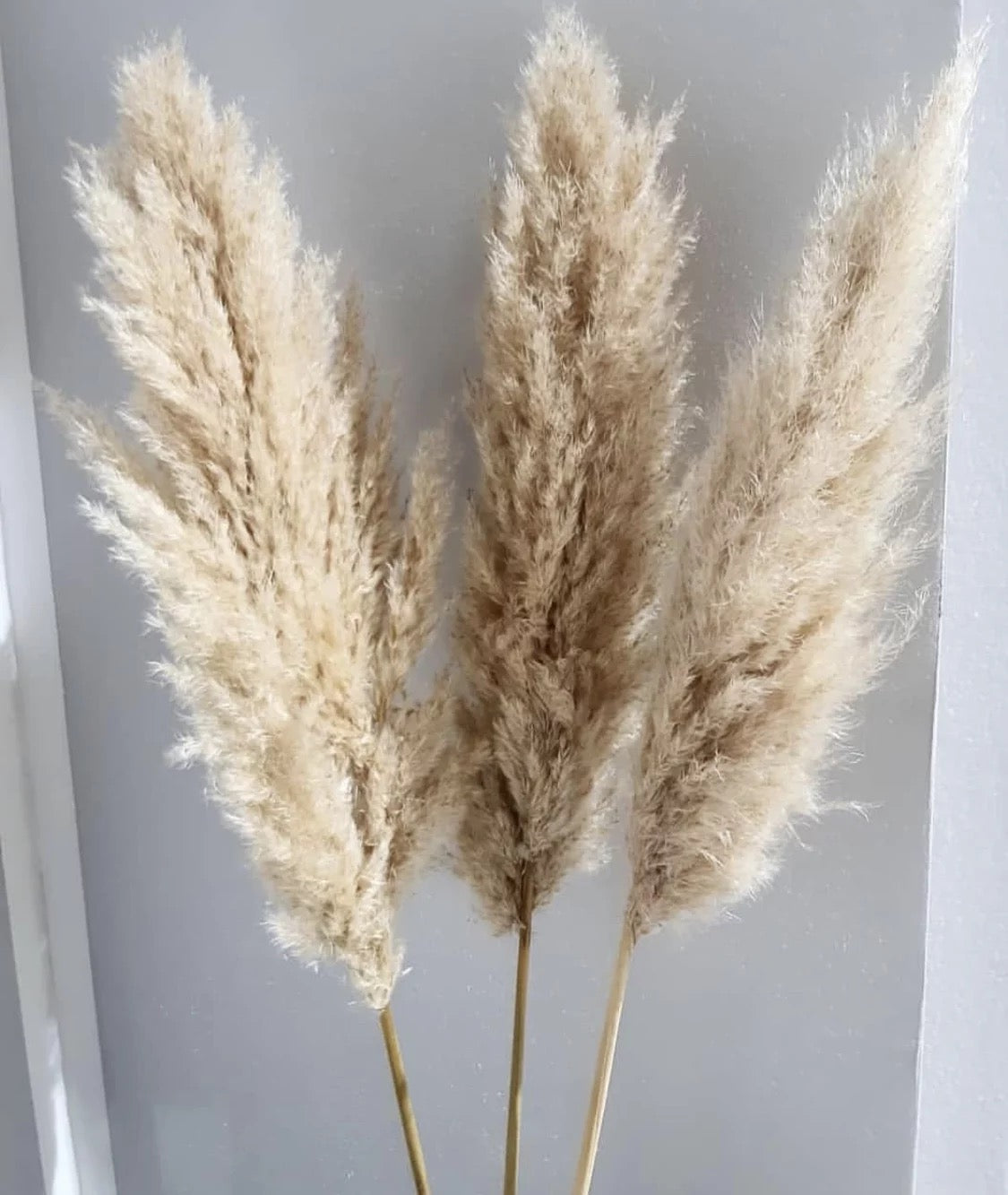Pampas Grand Modèle (par Unité)