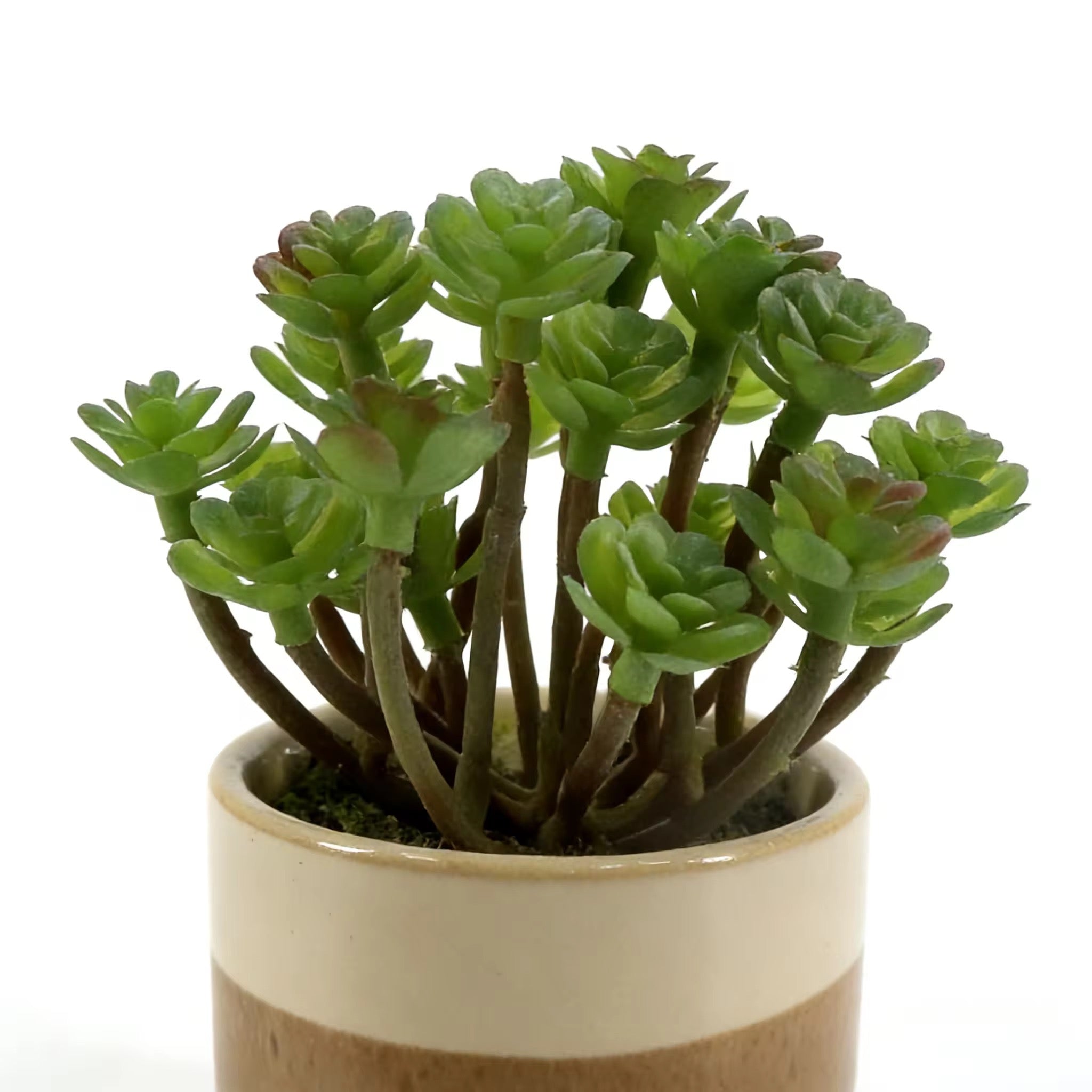 Plante succulente artificielle pot céramique dégradé