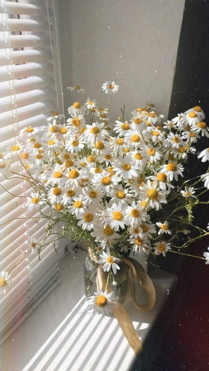 Fleur de marguerite séchée