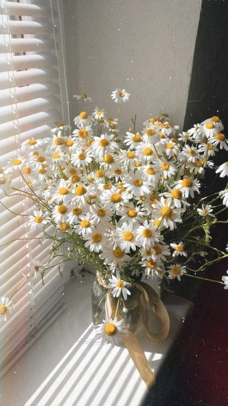 Fleur de marguerite séchée