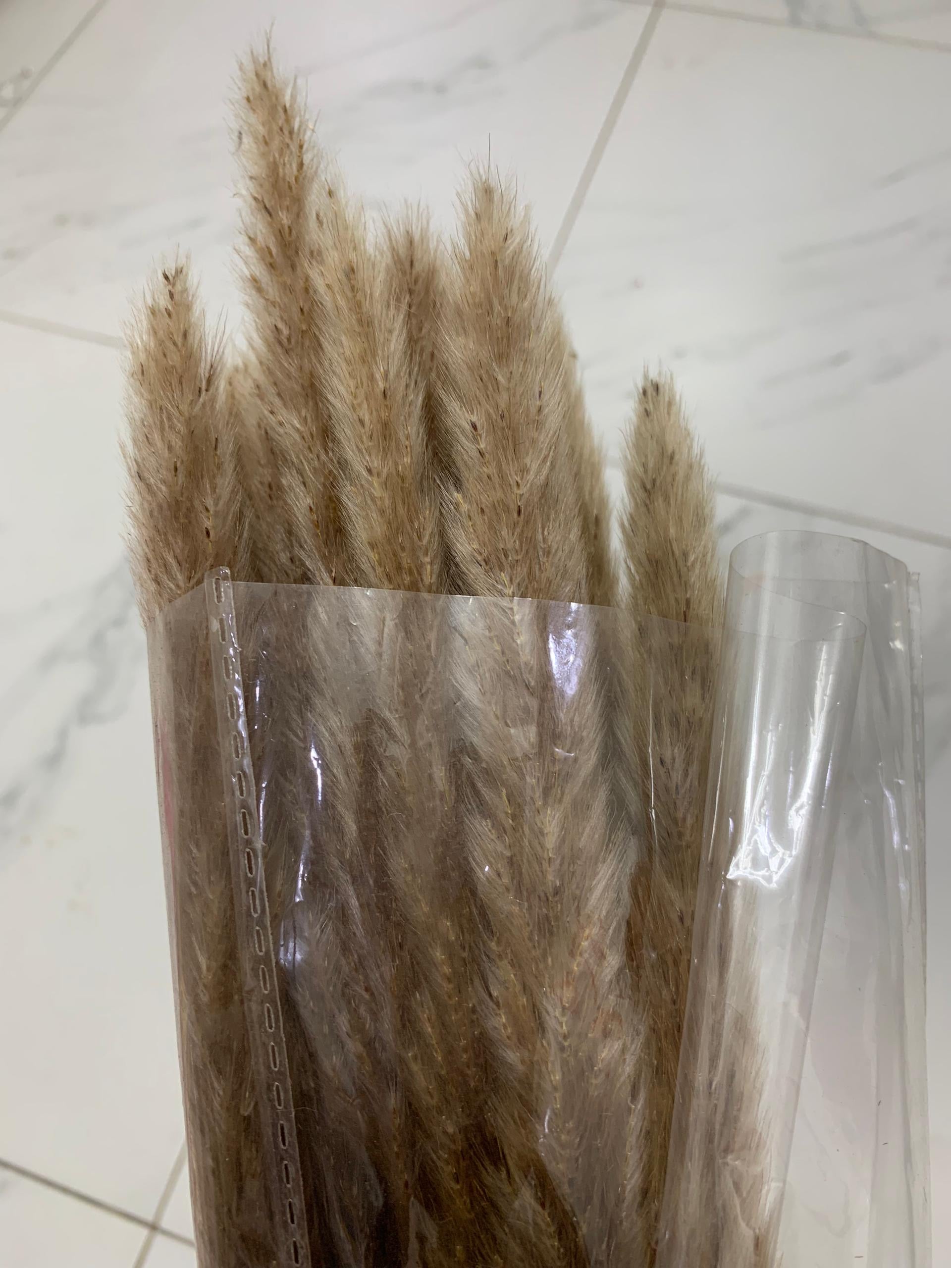 Baby Pampas