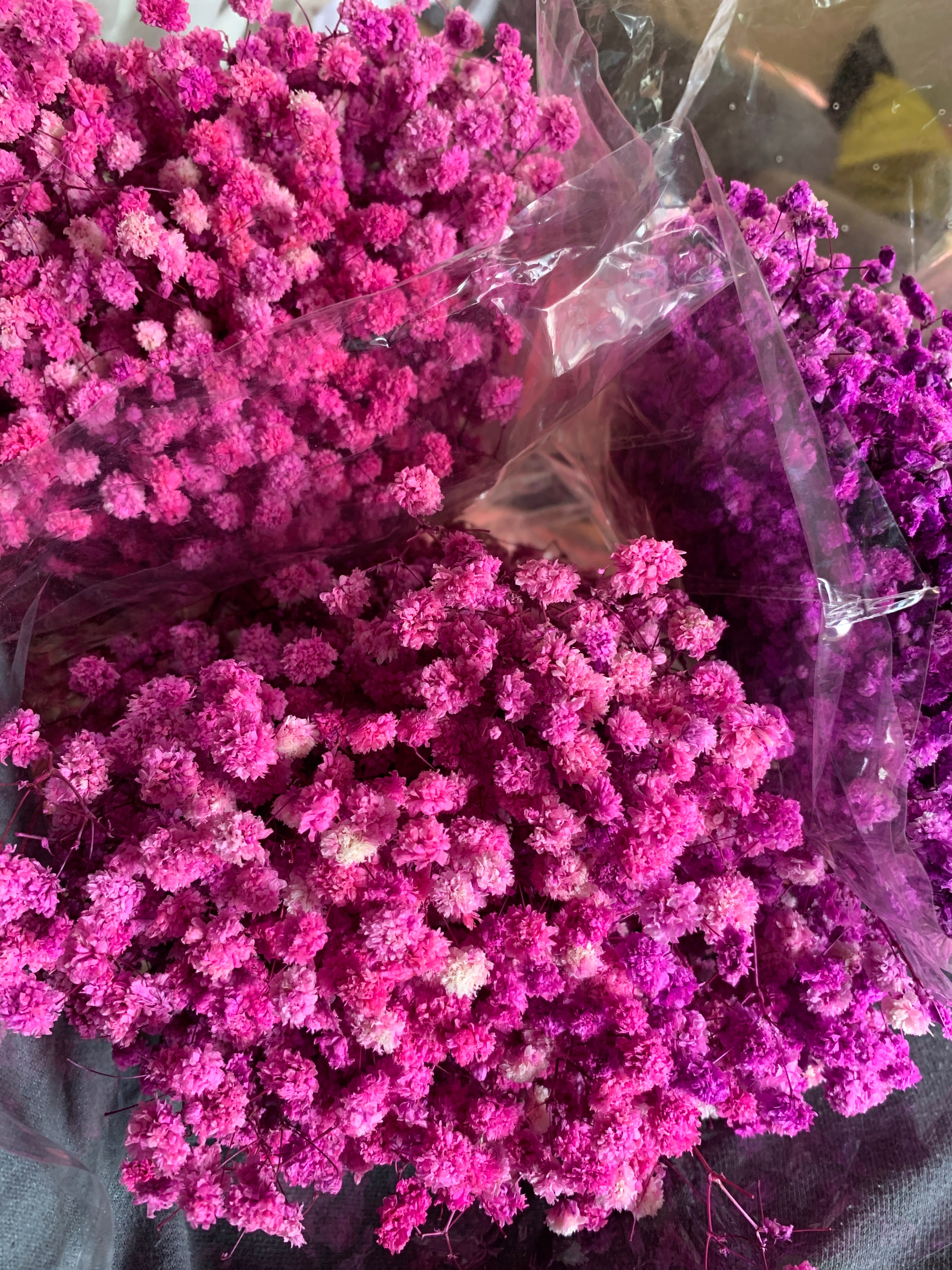 Gypsophile Séché