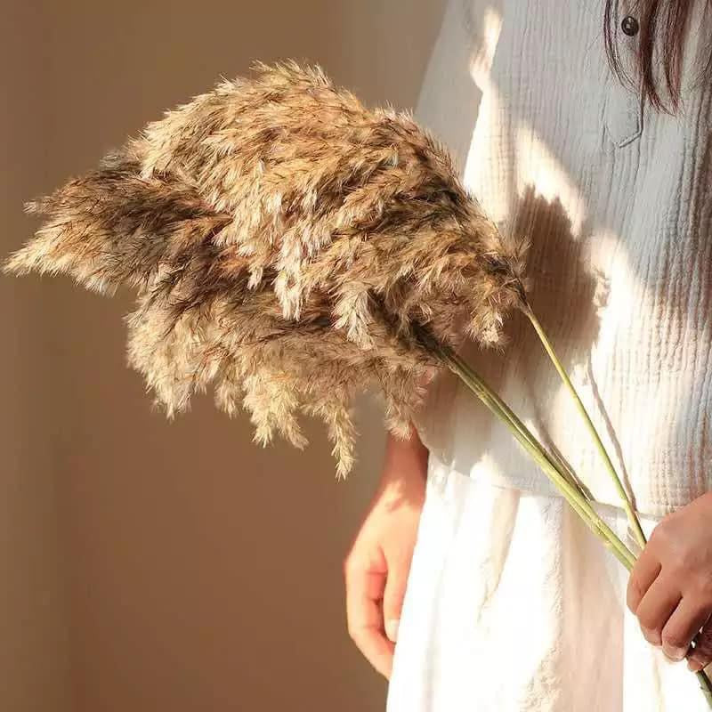 Pampas naturelles fluffy