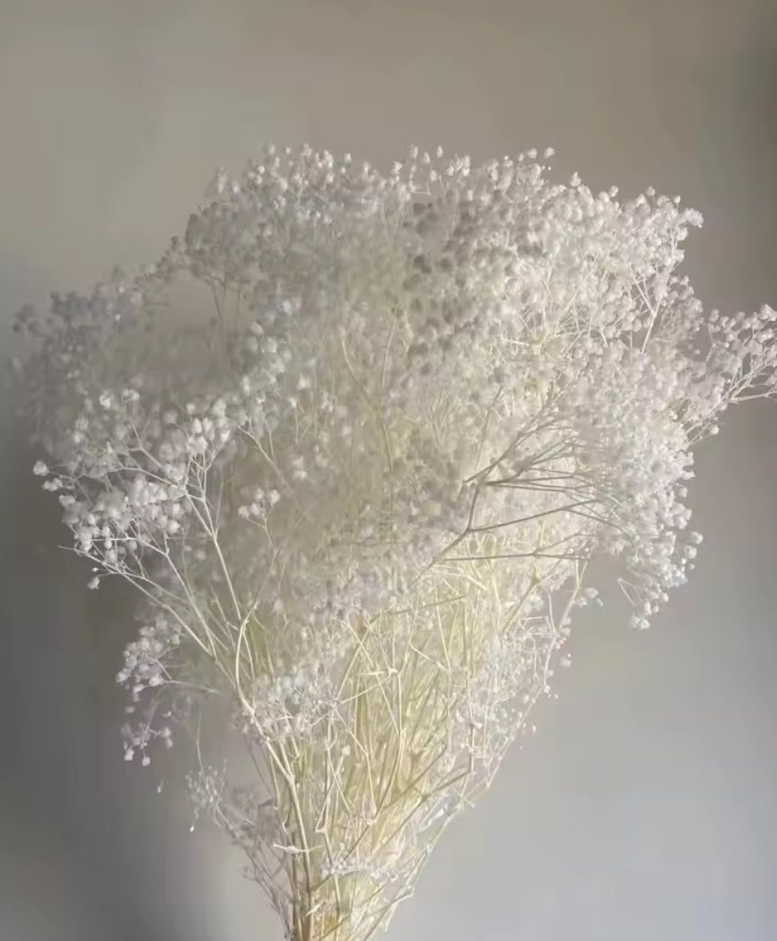 Fleurs séchées Gypsophile Nuage