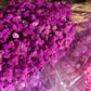Gypsophile Séché