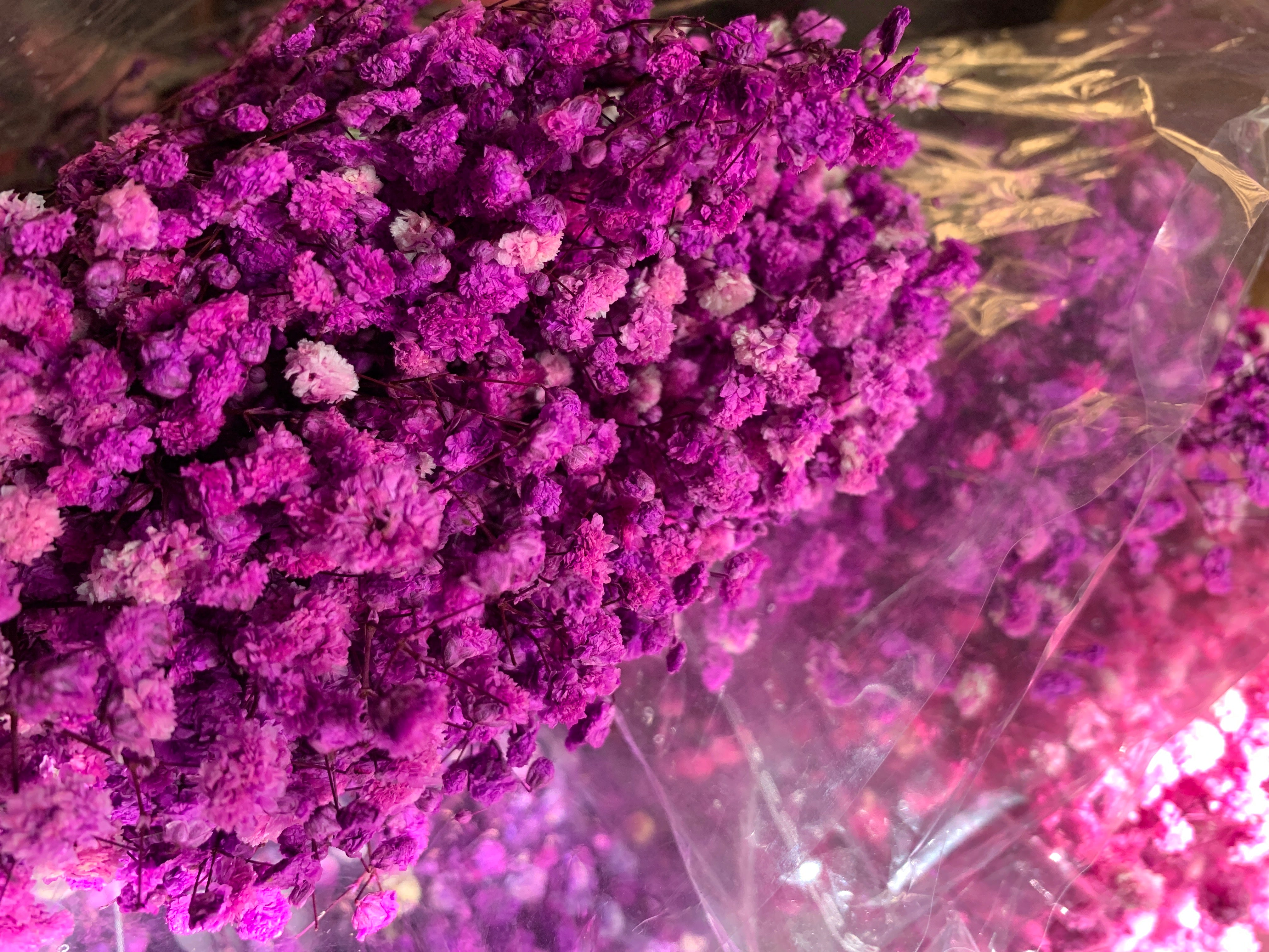 Gypsophile Séché