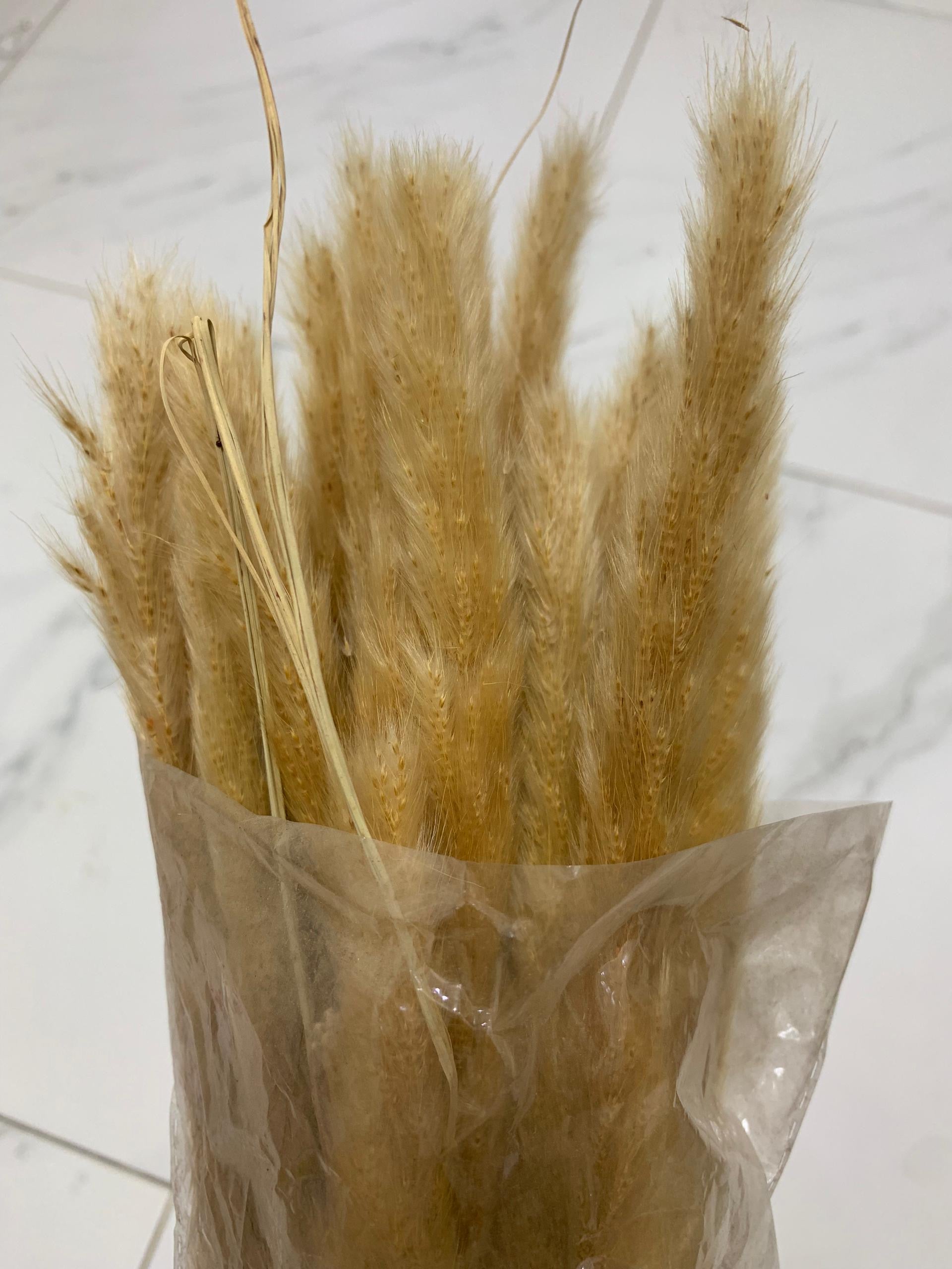 Baby Pampas