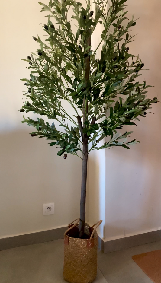 Olivier Méditerranéen artificiel