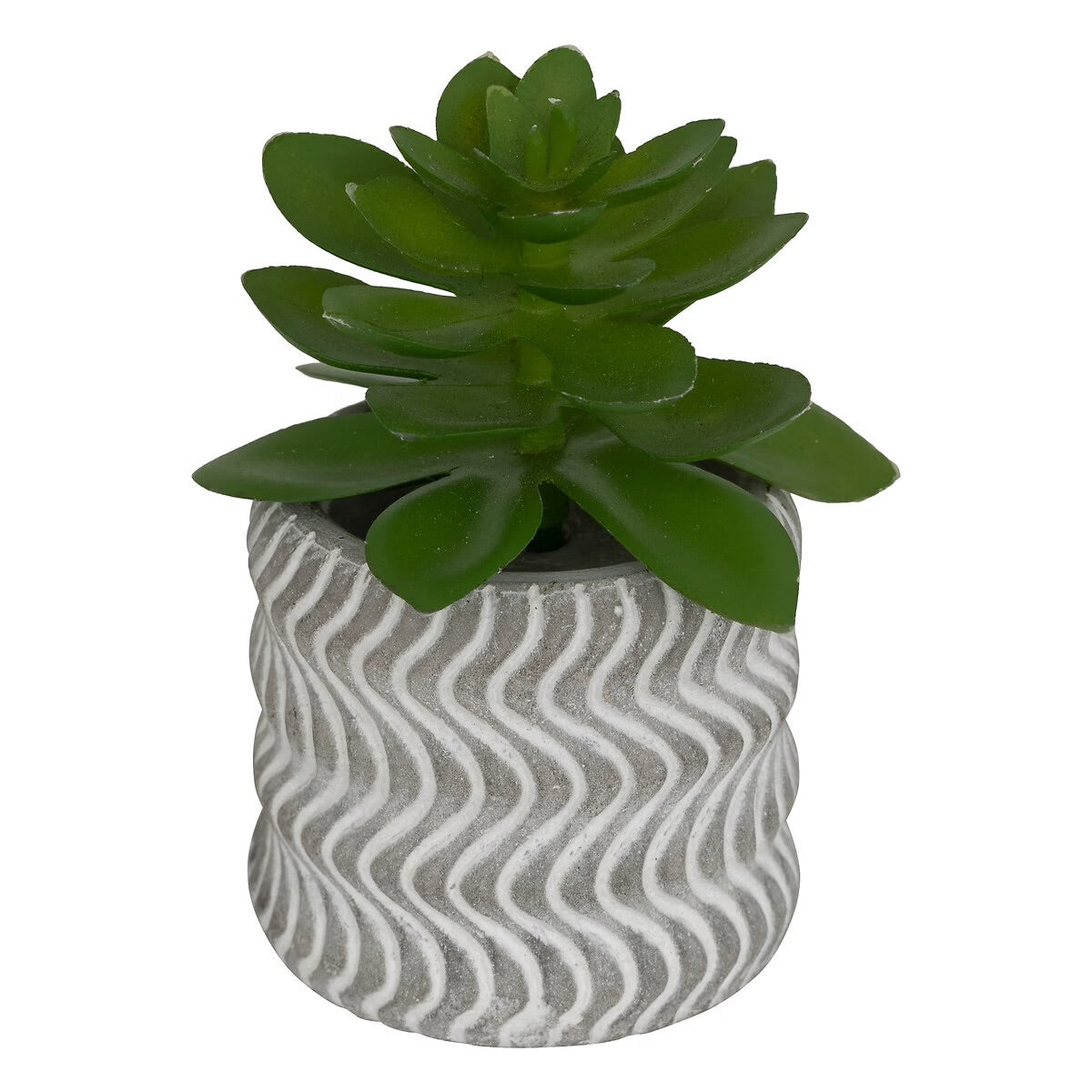 Mini Succulente Sillon