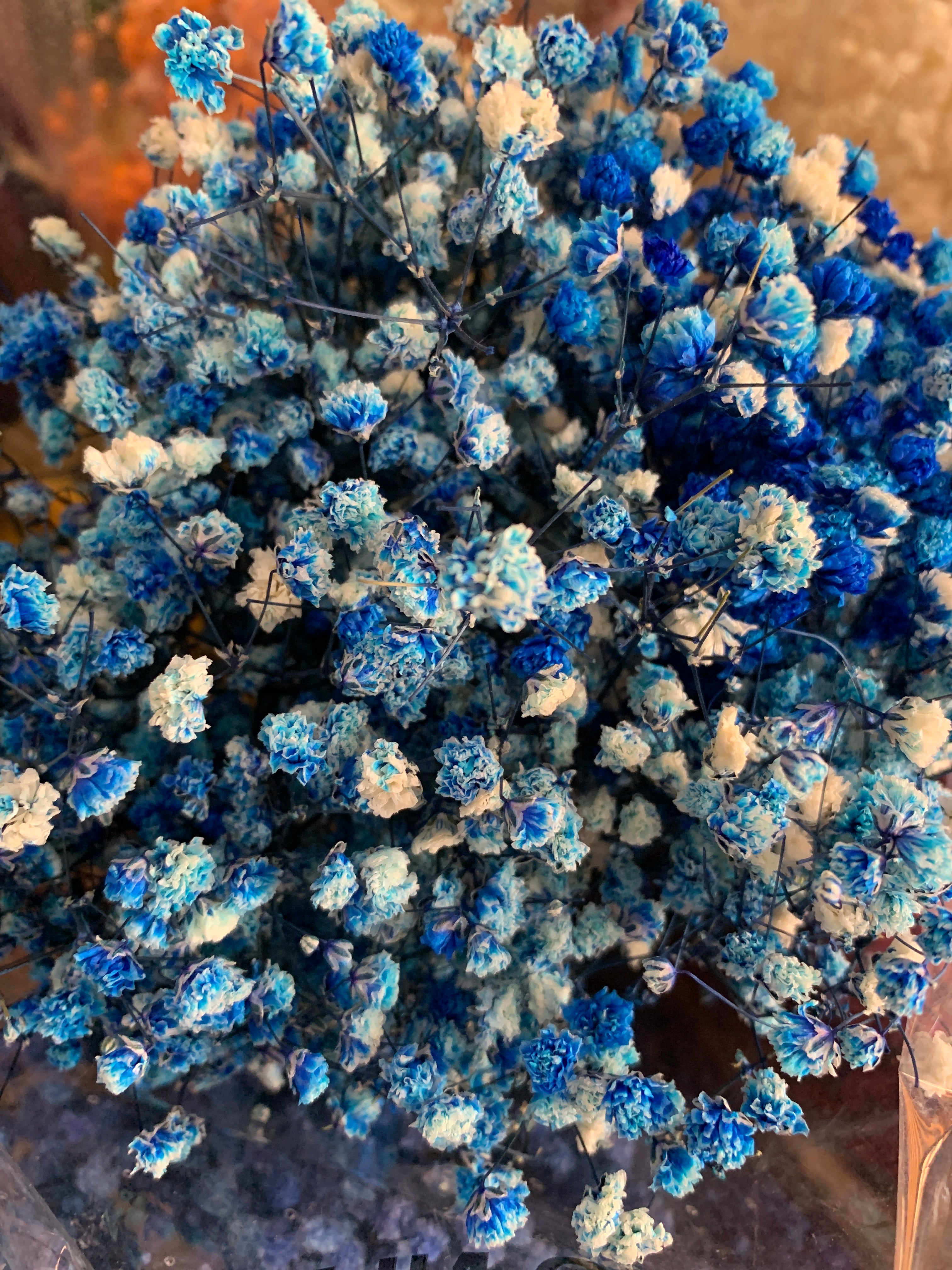 Gypsophile Séché