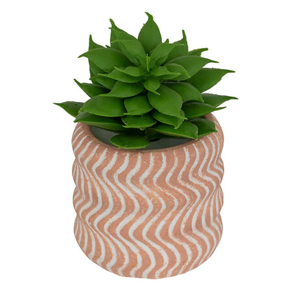 Mini Succulente Sillon