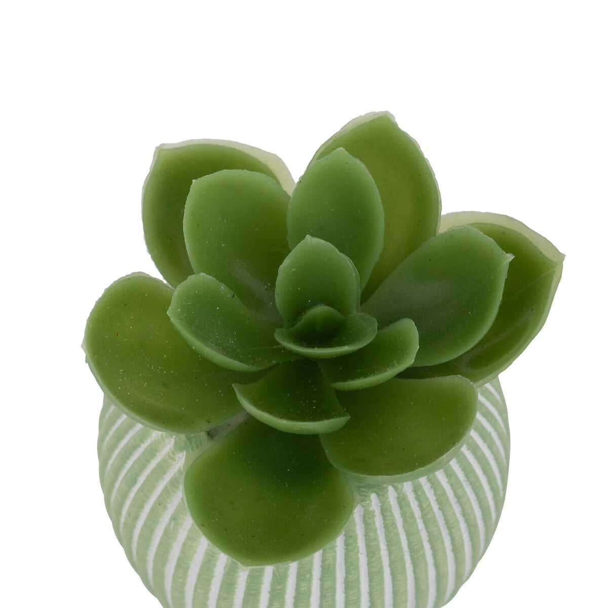 Mini Succulente Sillon