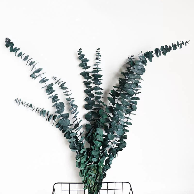 Eucalyptus séché naturel