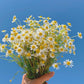 Fleur de marguerite séchée