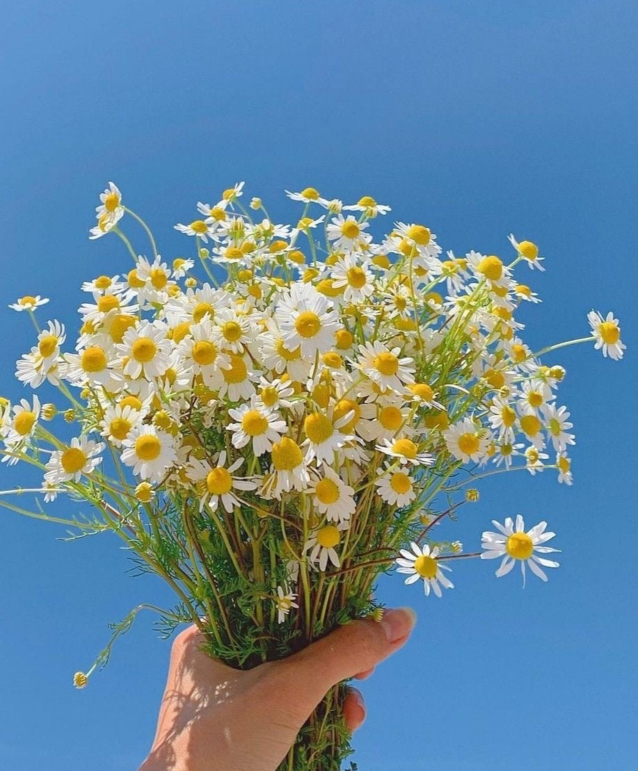 Fleur de marguerite séchée