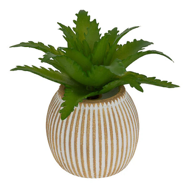 Mini Succulente Sillon
