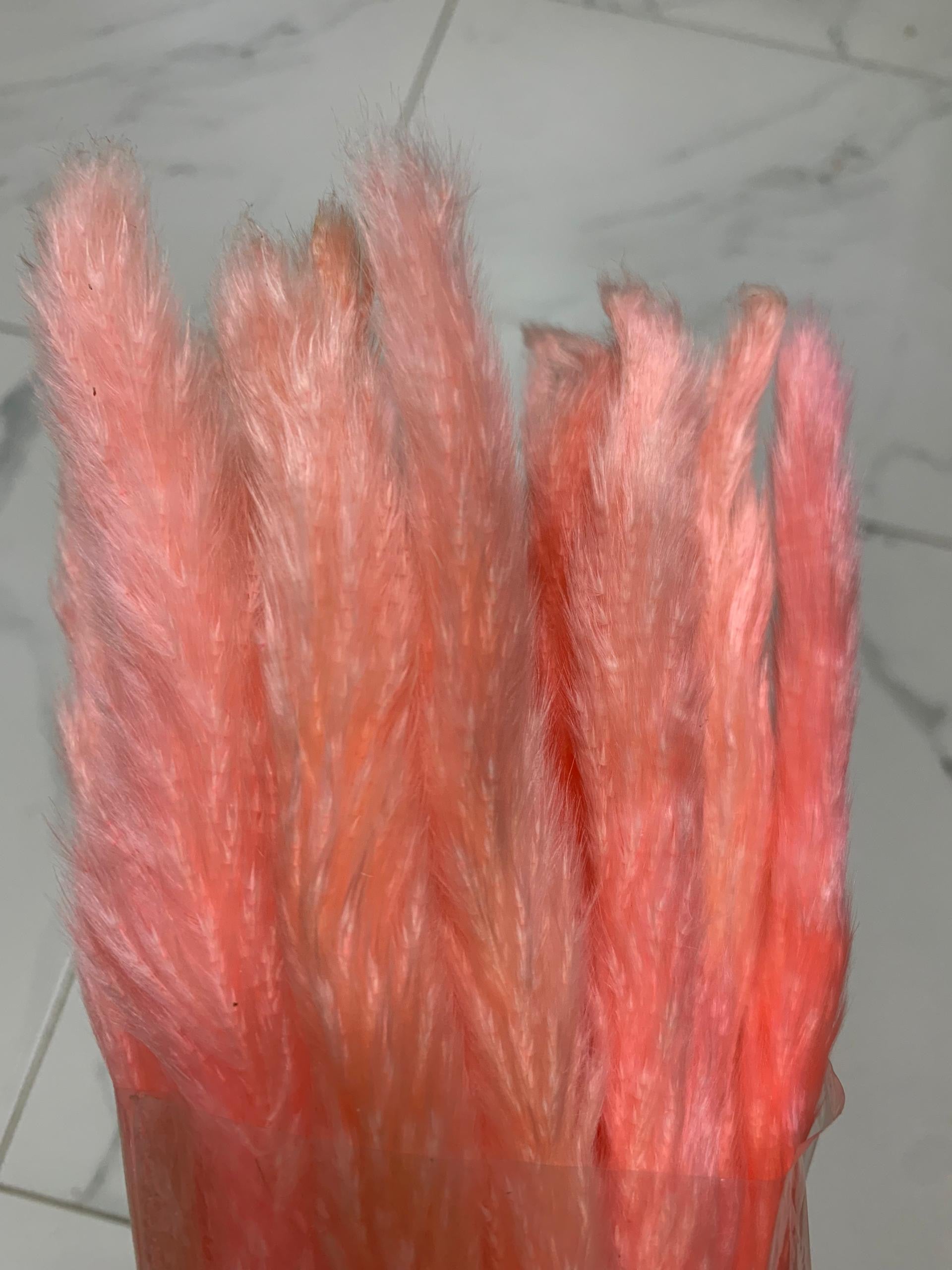 Baby Pampas
