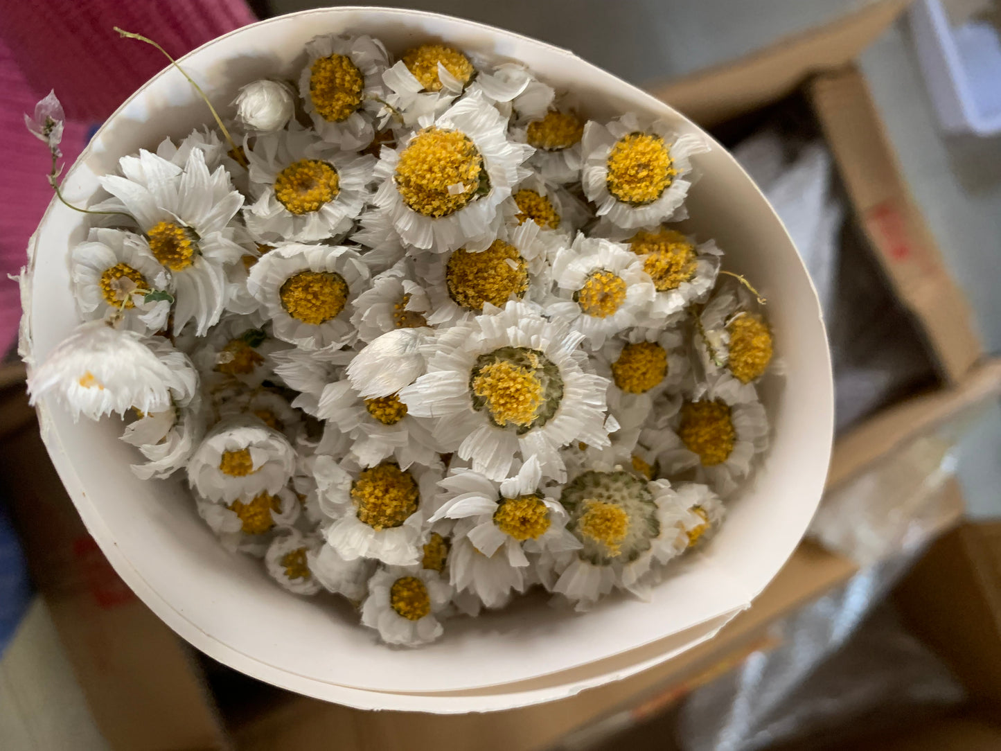 Fleur de marguerite séchée