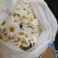 Fleur de marguerite séchée