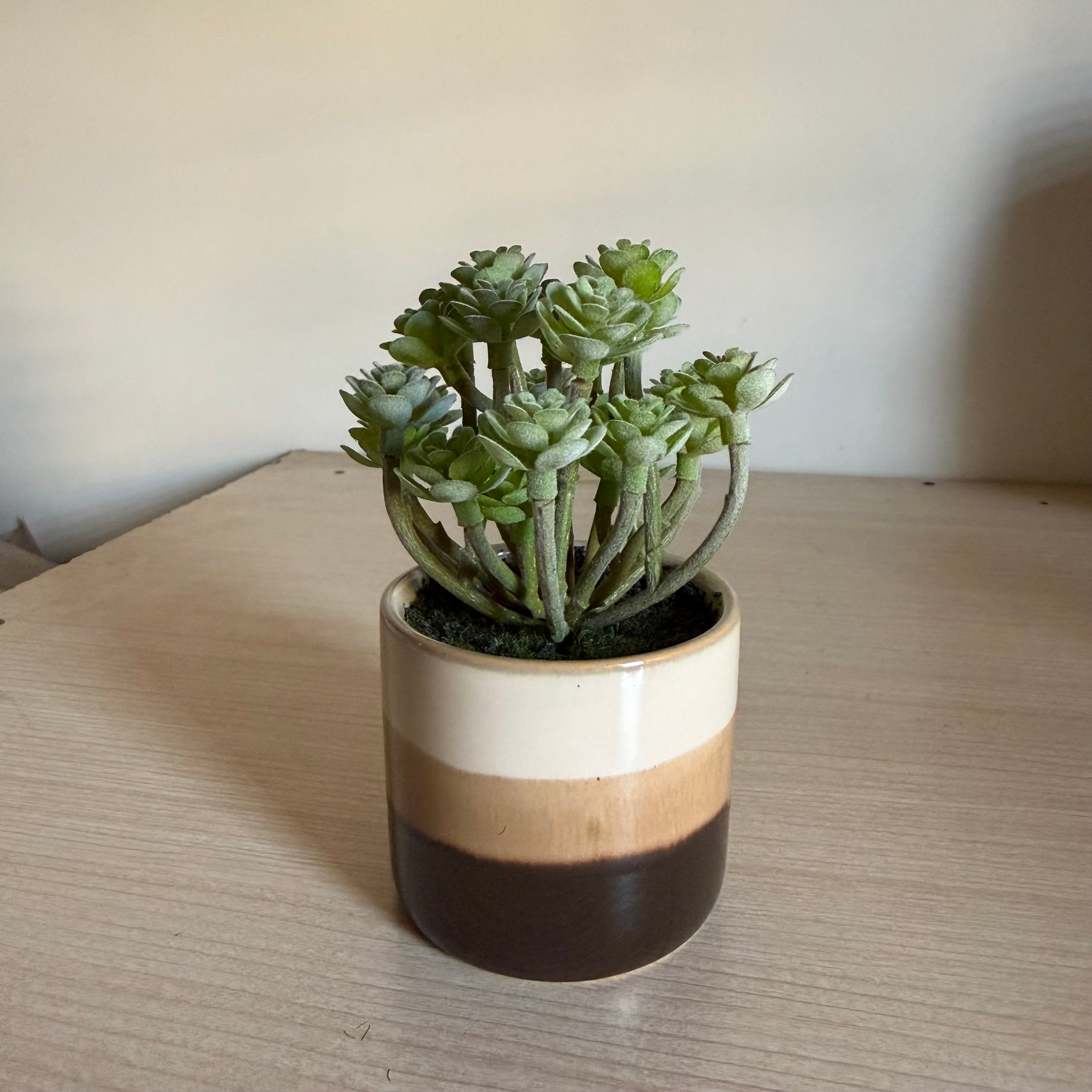 Plante succulente artificielle pot céramique dégradé