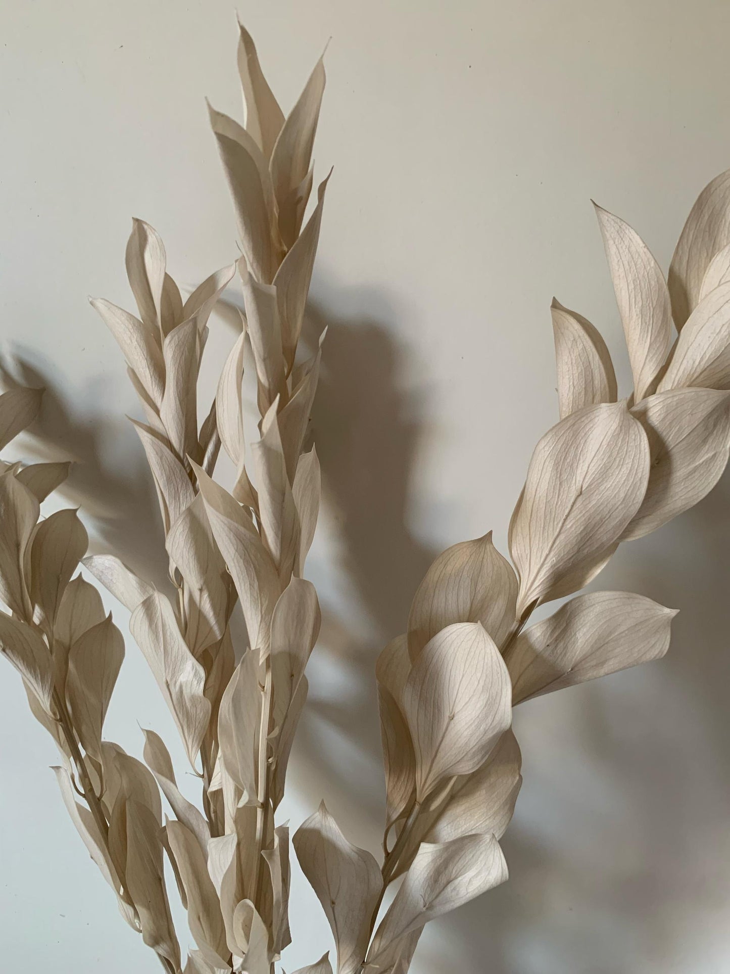 Ruscus Séchés