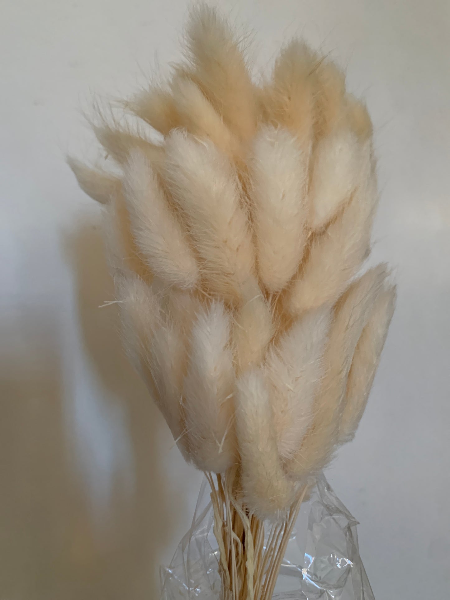 Fleurs queue de lapin