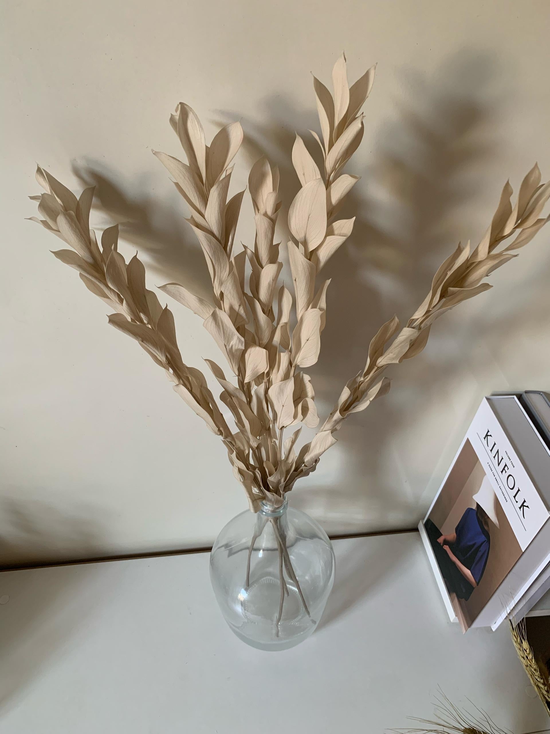 Ruscus Séchés