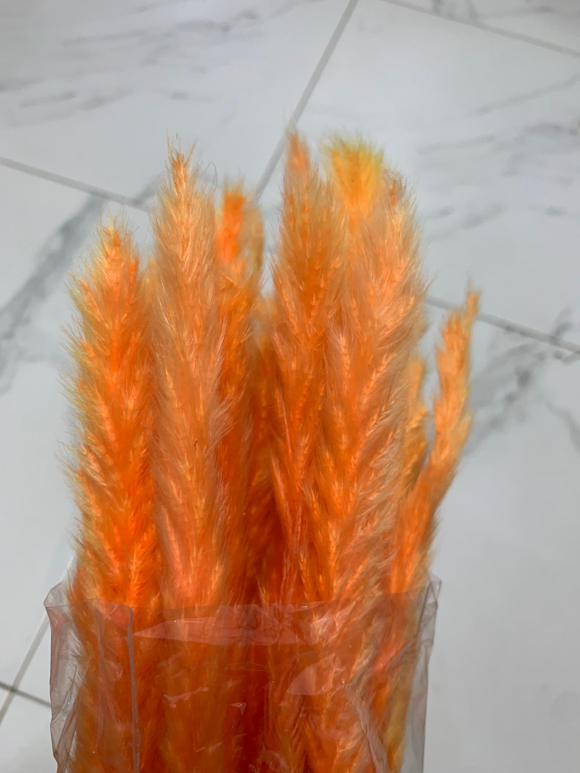 Baby Pampas