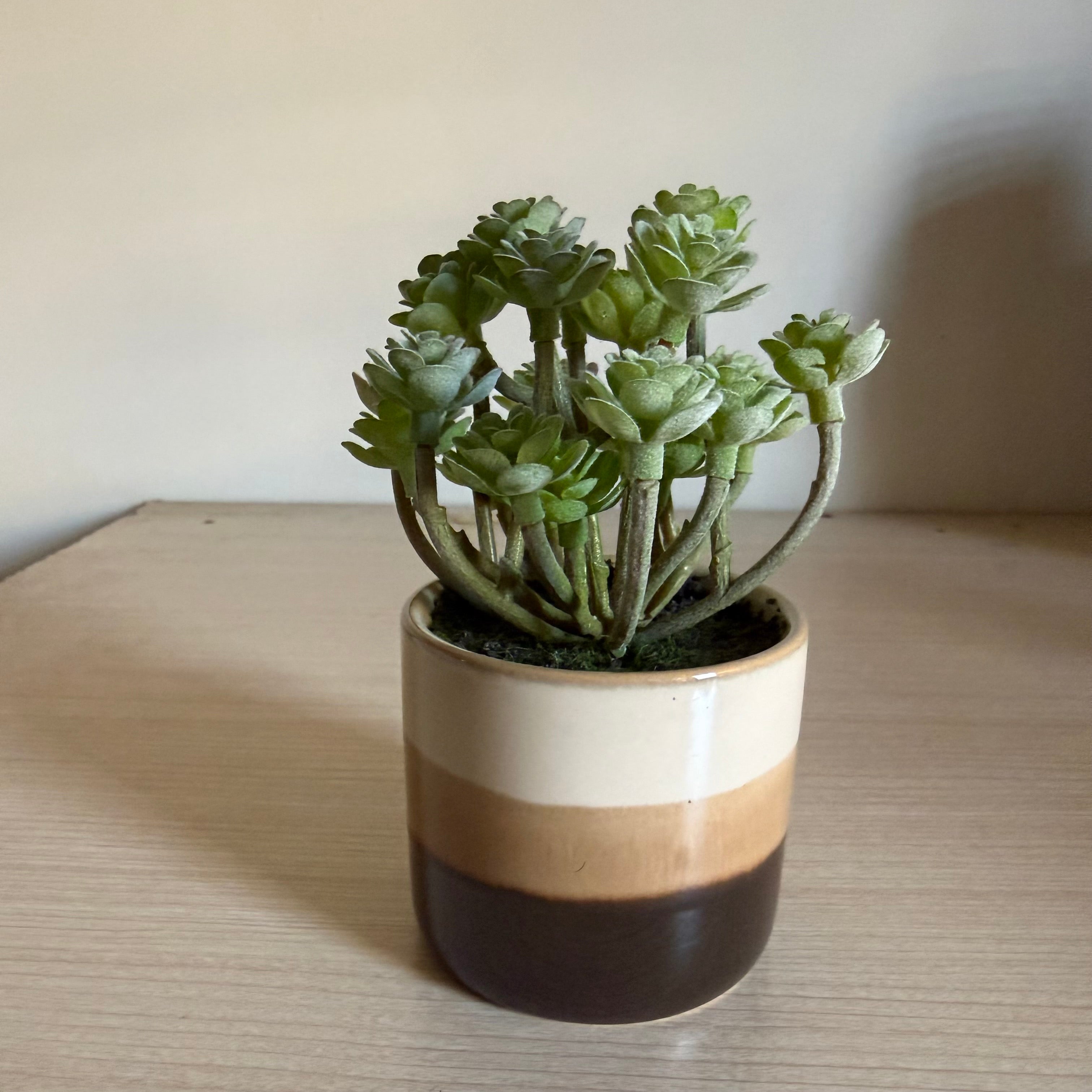 Plante succulente artificielle pot céramique dégradé