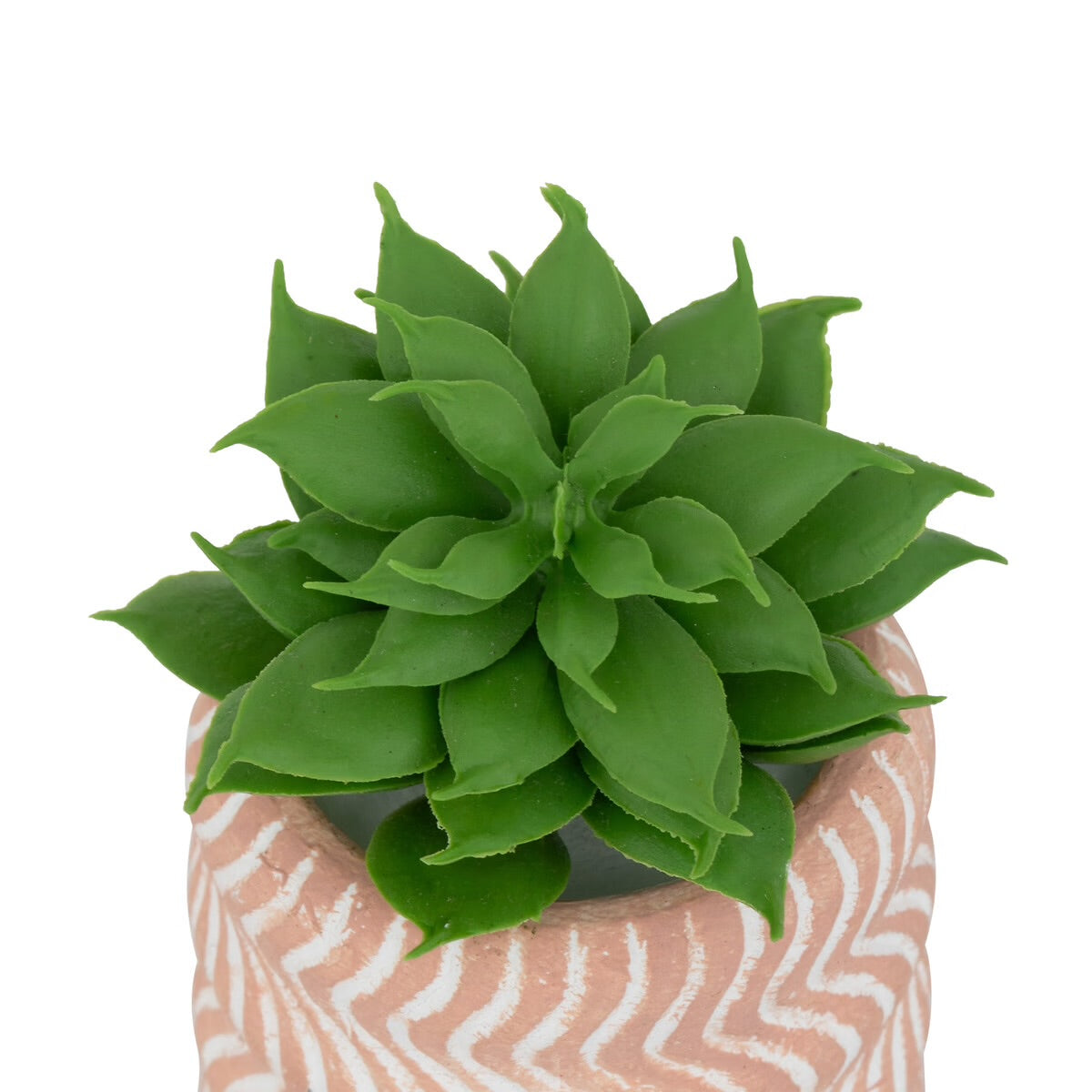 Mini Succulente Sillon