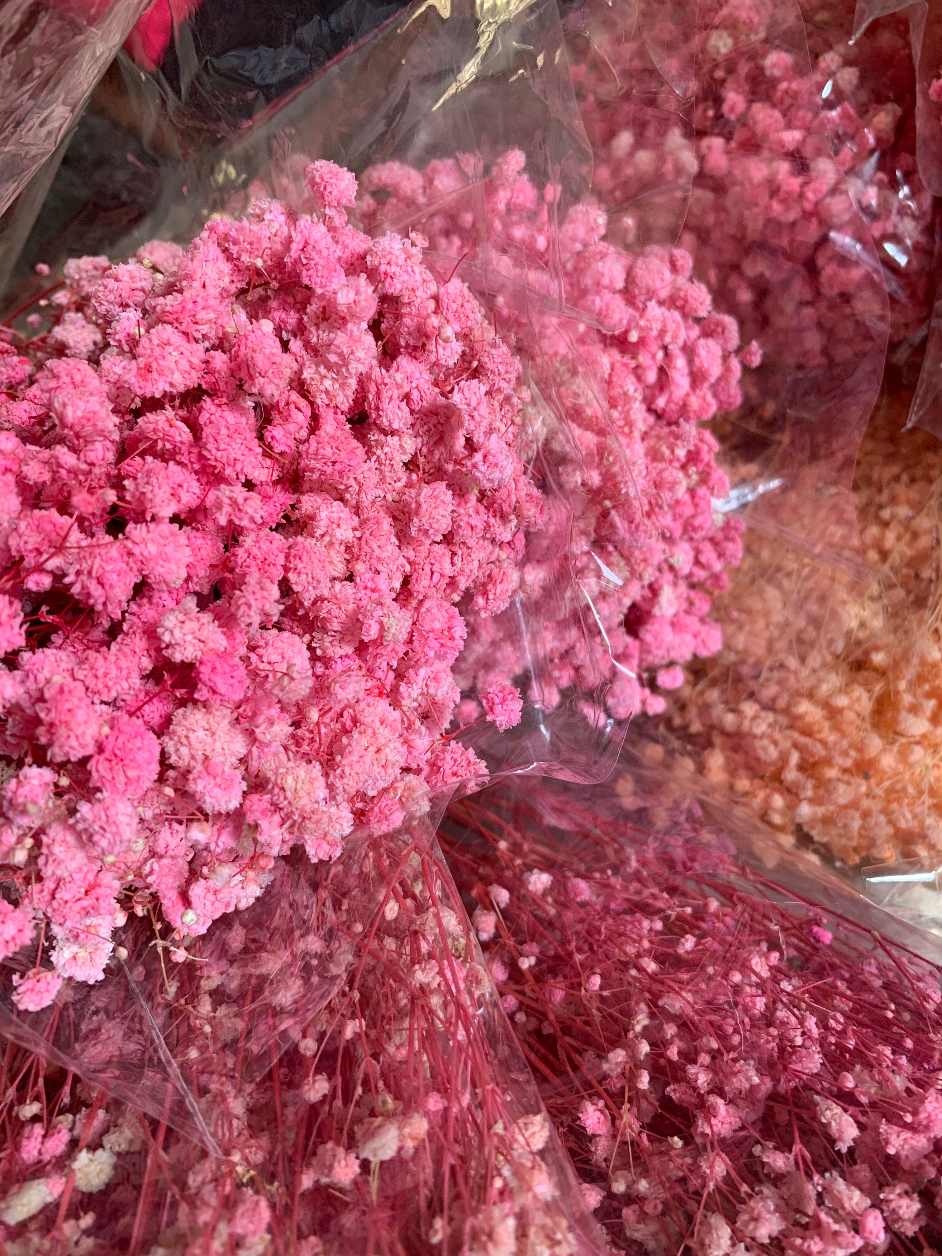 Gypsophile Séché