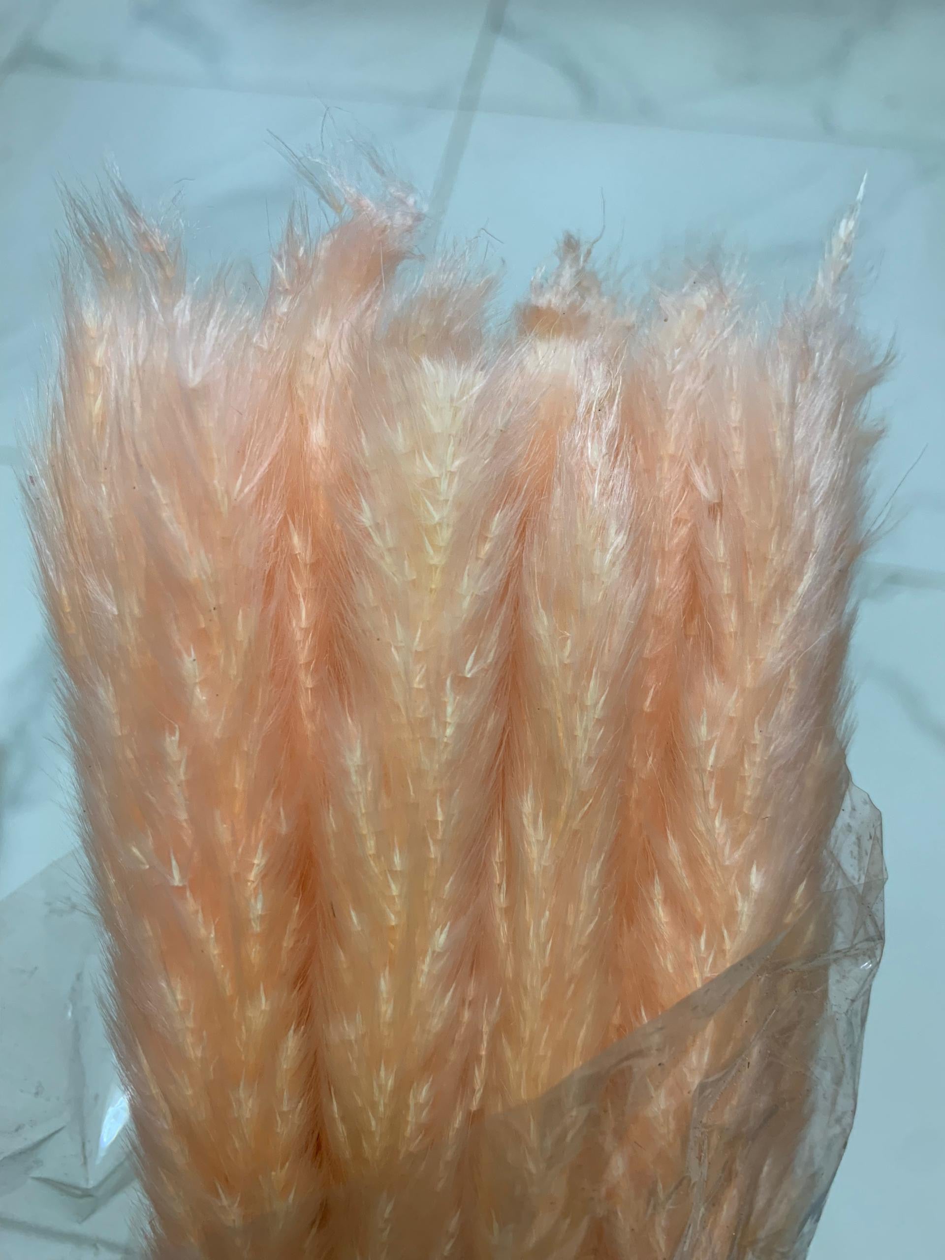 Baby Pampas
