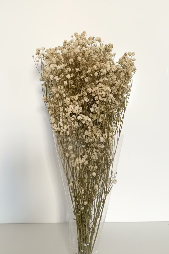 Gypsophile Séché