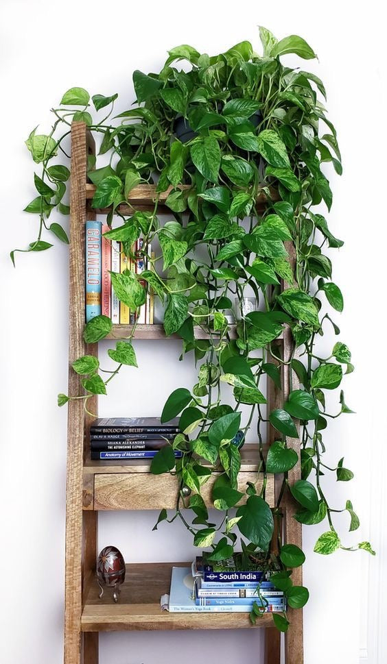 Plantes suspendues artificielles