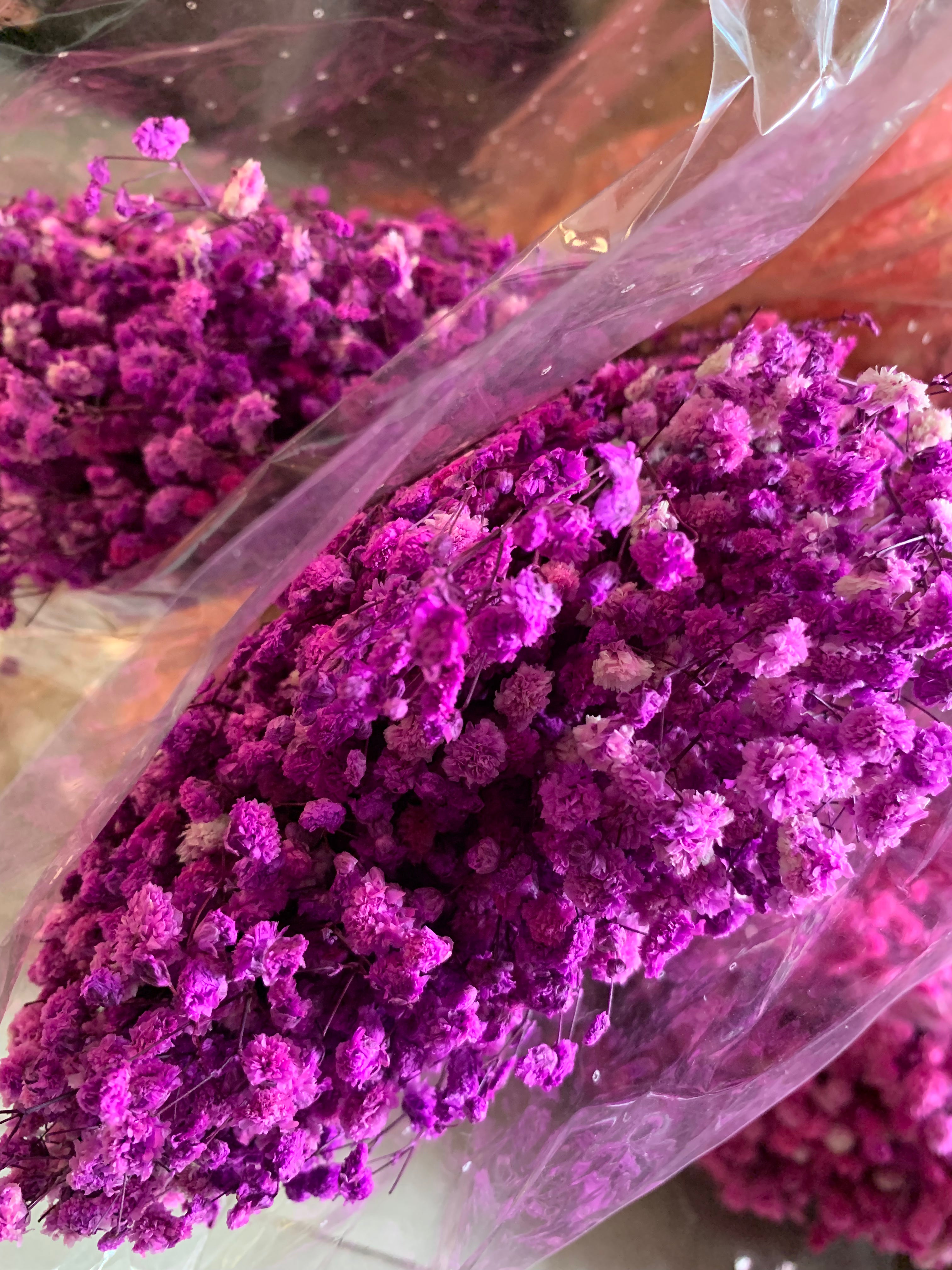 Gypsophile Séché