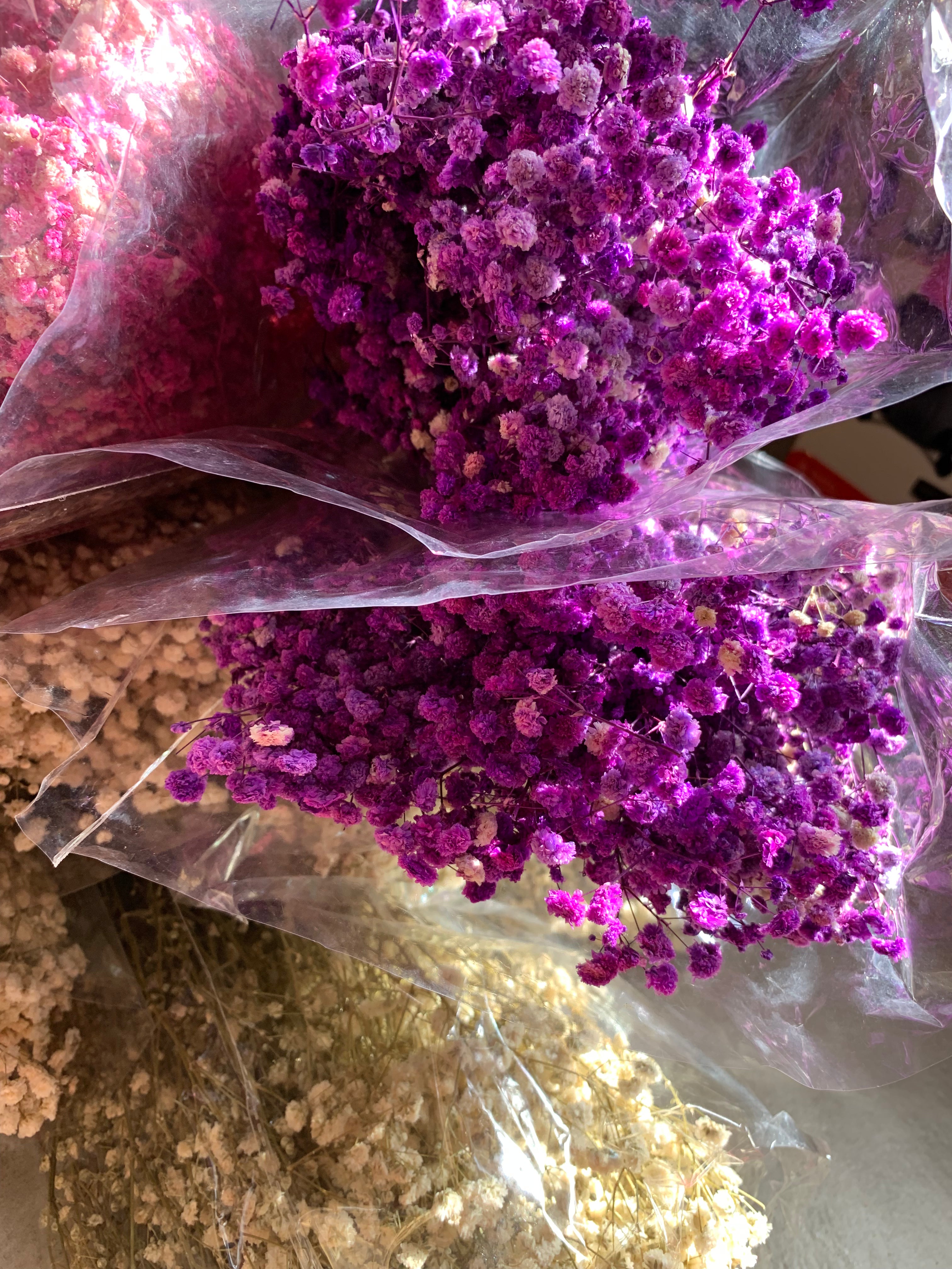 Gypsophile Séché