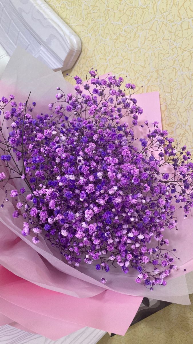 Gypsophile Séché